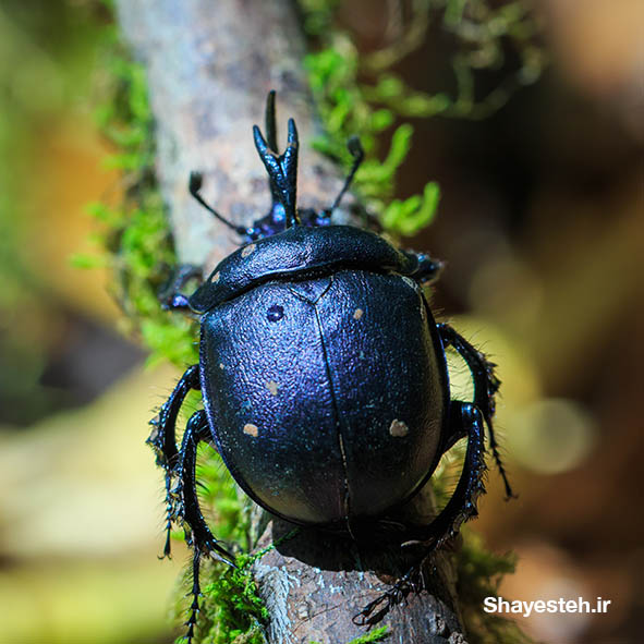 A Remarkable Beetle